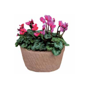 VASO HAWAII TABACCO